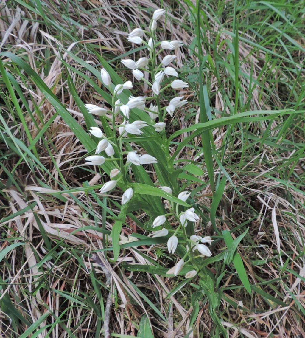 Cephalanthera longifolia